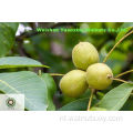 geoogst en verwerkt in Yunnan Mountains
